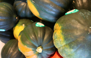 Squash - Acorn Green